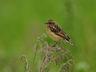The young whinchat (Saxicola rubetra)
