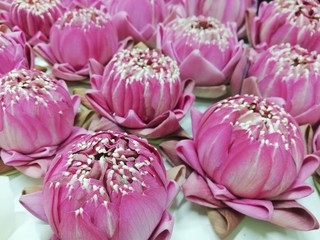 The pink lotus is placed on the altar dedicated to the pious day of Buddhism. 