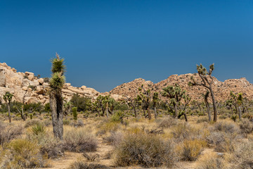 Fototapeta premium Joshua Tree Landscape