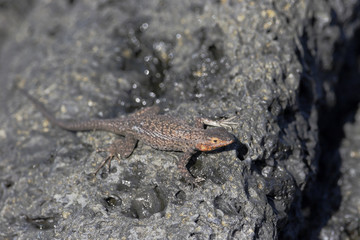 Lava Lizard (Microlophus albemariensis) on rock, Urbina Bay, Isabela, Galapagos Islands, Ecuador