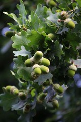 eicheln    eichenblätter