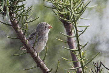 Small ground finch (Geospiza fuliginosa) female on branch, Urvina Bay, Isabela, Galapagos Islands, Ecuador