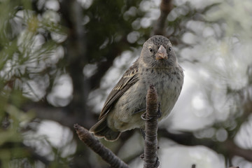 Small ground finch (Geospiza fuliginosa) female on branch, Urvina Bay, Isabela, Galapagos Islands, Ecuador