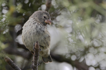 Small ground finch (Geospiza fuliginosa) female on branch, Urvina Bay, Isabela, Galapagos Islands, Ecuador