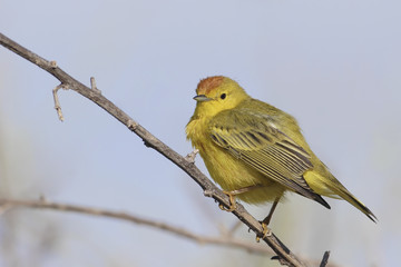 Mangrove warbler (Setophaga petechia aureola) on branch, Urbina Bay, Isabela, Galapagos Islands, Ecuador
