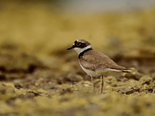 The little ringed plover (Charadrius dubius) on ground
