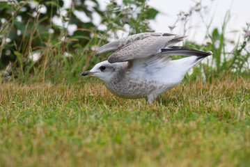 The flying-up young seagull close-up