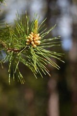 Baby pine cone