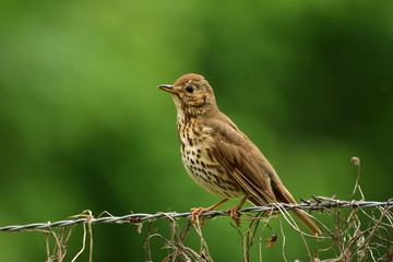 The song thrush (Turdus philomelos)
