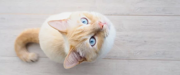 Foto auf Glas banner for website, sweet young white cat with blue eyes plays, rests, stretches, © byallasaa
