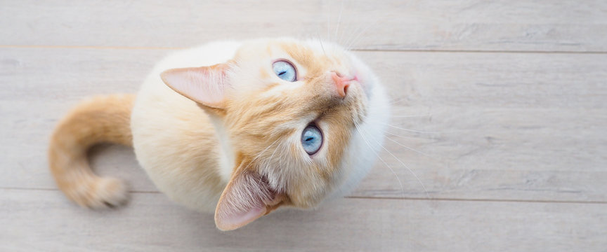 banner for website, sweet young white cat with blue eyes plays, rests, stretches,