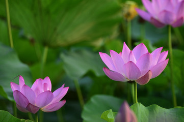 Blooming lotus flowers in the park