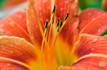 fleur de lis © Paul