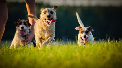 A pack of jack russell terriers running on meadow in the rays of the setting sun.