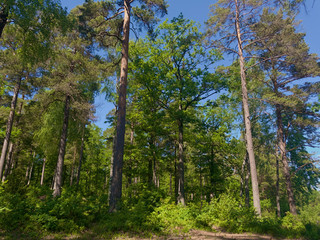 Fototapeta na wymiar Swedish forest during summer