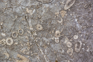 Ancient remains in a stone. The texture of paleontology.