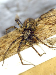 Giant house spider (Eratigena atrica)