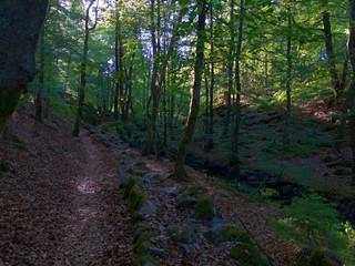 Hiking trail in Söderåsen National Park in Sweden with shades from the trees