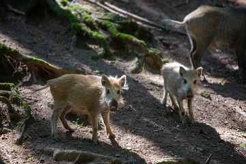 young wild boar search for food in forest