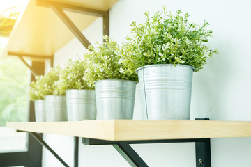 Small plant for decorate room. Interiors concept.