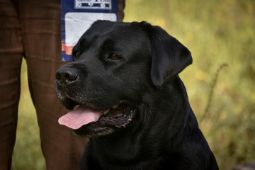 Fototapeta premium Beautiful dog seat near the man.