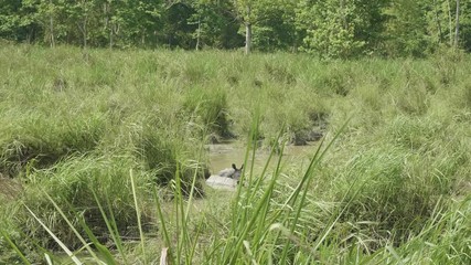 Two rhinos eat in the river. Chitwan national park in Nepal