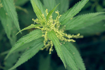 Urtica dioica. Stinging nettle nature background.