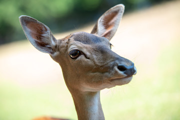 portrait of female deer