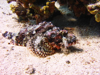 view of the corals and Tassled scorpionfish in the Red Sea