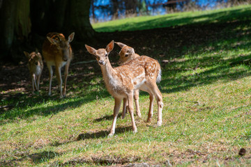 female deers with  babys