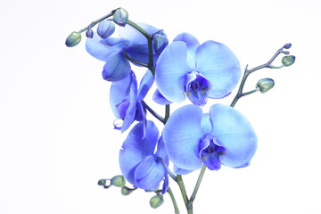 Obraz na płótnie Canvas A beautiful blue orchid standing against a white background. The filigree colorful blue exotic flower has blossomed and is a symbol of life, art and the everlasting.