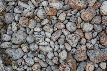 Orange lichen on rocks at West Point State reserve, Tasmania, Australia