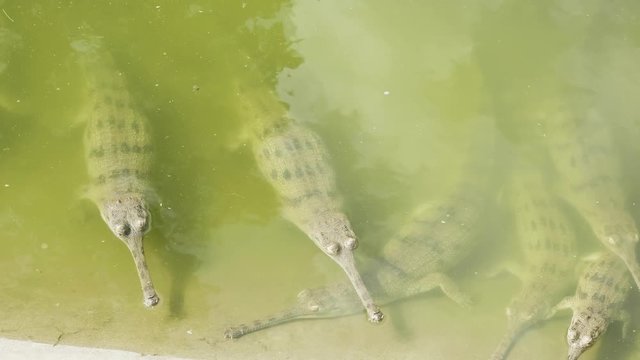 Gavials have a rest in the water.