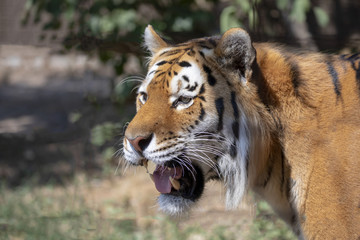 Tiger at Odense zoo in Denmark