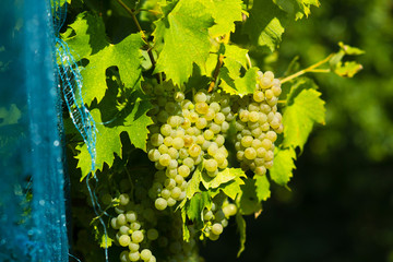 vineyard anti bird protection netting