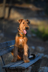 Airedale Terrier dog - puppy 7.5 month old.