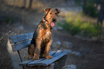 Airedale Terrier dog - puppy 7.5 month old.