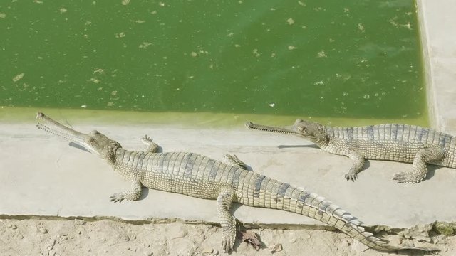 Gavials have a rest in the water.