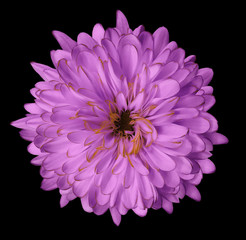Pink  flower chrysanthemum, garden flower, black  isolated background with clipping path.  Closeup. no shadows. green centre. Nature.
