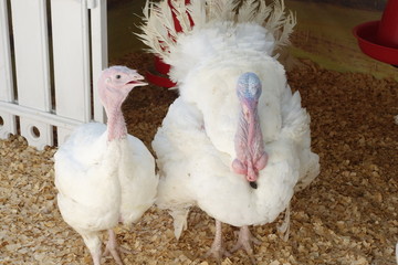 Turkeys in the paddock