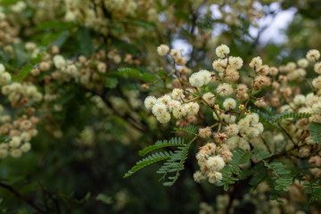 Closeup of Australian wattle flowers, Tasmania, Australia