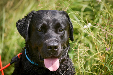 Beautiful dog seat. Portreit.c