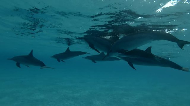 A pod of Dolphins swims in the blue water under surface (Spinner Dolphin, Stenella longirostris) Close-up, Underwater shot, 4K / 60fps
