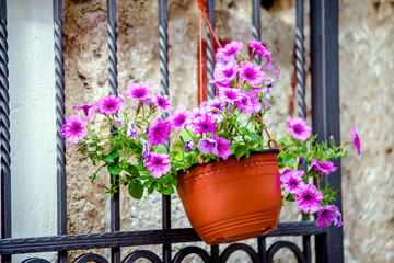 Flowerpot with flowers is on the street of the ancient city 