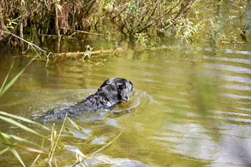 Hunting dog swim to retrieve a duck from the the river.