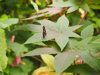 Butterfly on a plant