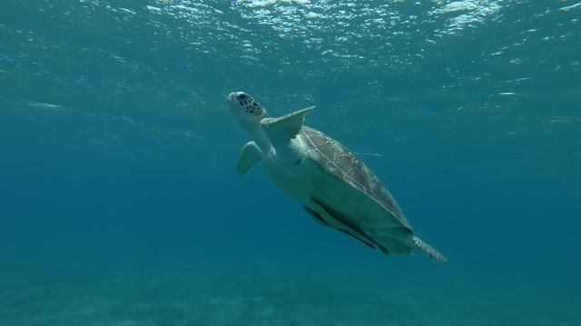 Green sea turtle swim to the surface of the water, makes how much breaths and dives to the bottom (Chelonia mydas) Split level, Close-up, Underwater shot, 4K / 60fps
