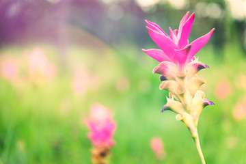 Close up Siam tulip flower thailand (Krachai flower)