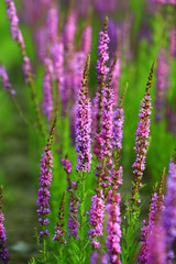 The beauty of the lavender