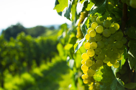 Wine Grapes On Cordon At Wineyard Before Harvest